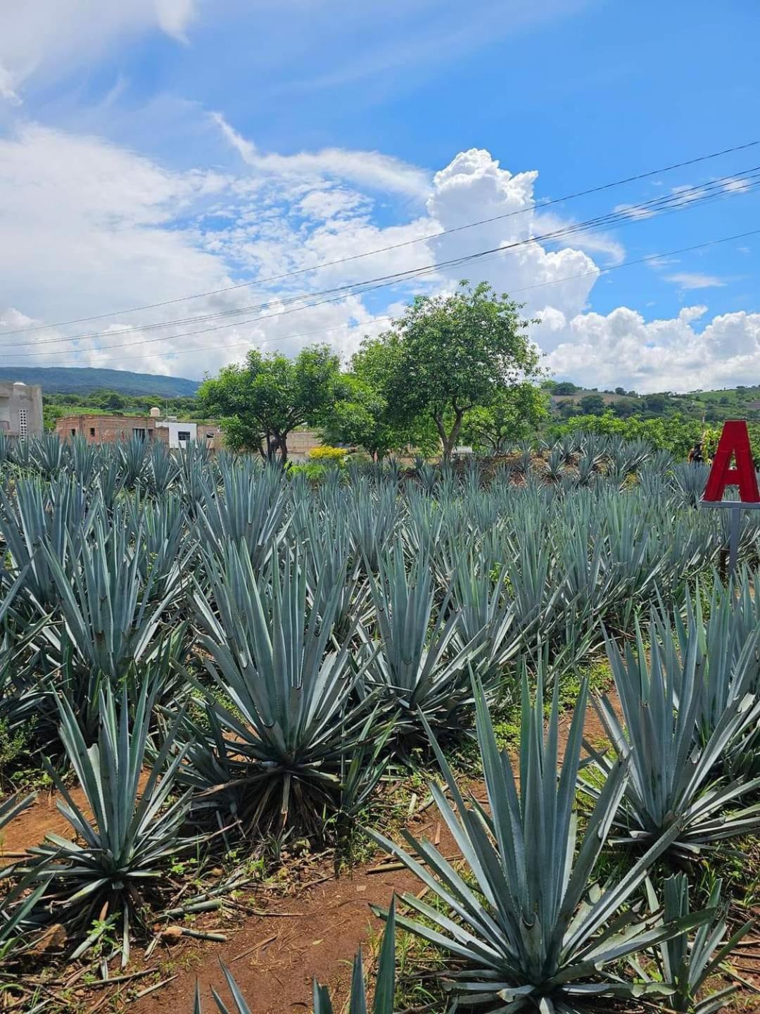 Hotel "El Origen" Tequila Dış mekan fotoğraf
